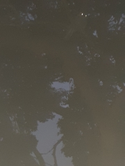 Podargus strigoides