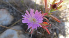 Lampranthus glomeratus