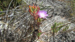 Lampranthus glomeratus