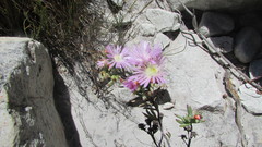Lampranthus glomeratus