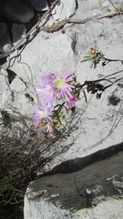 Lampranthus glomeratus