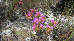 Lampranthus glomeratus