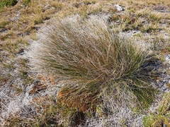Chionochloa acicularis