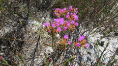 Lampranthus glomeratus