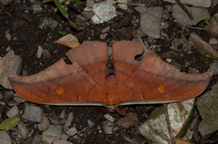 Antheraea formosana