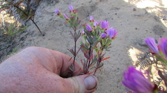 Lampranthus glomeratus