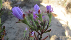 Lampranthus glomeratus