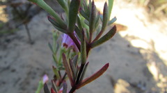 Lampranthus glomeratus
