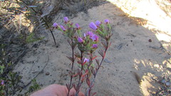 Lampranthus glomeratus