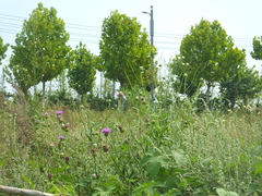 Cirsium chinense