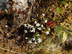 Euphrasia petriei