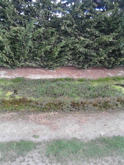 Nasturtium microphyllum