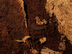Ooperipatellus