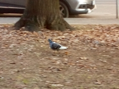 Columba livia domestica