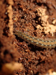 Ooperipatellus