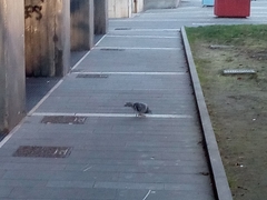 Columba livia domestica