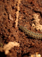 Ooperipatellus