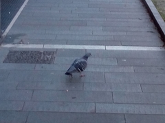 Columba livia domestica