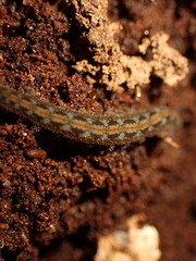 Ooperipatellus
