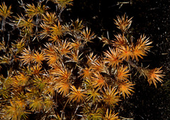 Borya nitida