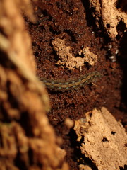 Ooperipatellus