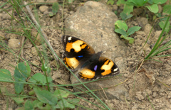 Junonia hierta cebrene