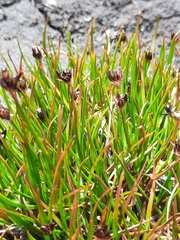 Juncus antarcticus
