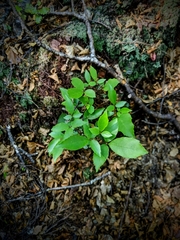 Pseudopanax macintyrei