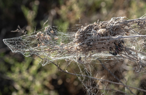 African Social Spider photo 3