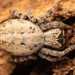 Velvet, Flatmesh, and Longspinneret Spiders - Photo (c) Rudolph Steenkamp, some rights reserved (CC BY-NC), uploaded by Rudolph Steenkamp
