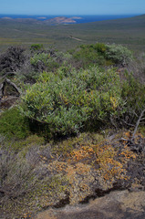 Borya nitida