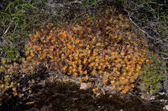 Borya nitida