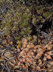 Borya nitida