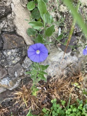 Convolvulus sabatius