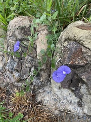 Convolvulus sabatius