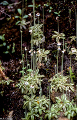 Pinguicula lusitanica