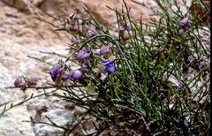 Polygala microphylla