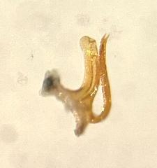 Zyginidia pullula
