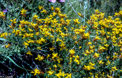 Genista tridens