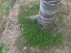 Lobelia chinensis