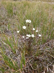Gentianella montana montana