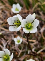 Gentianella montana montana