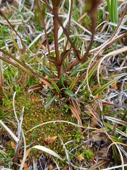 Gentianella montana montana