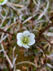 Gentianella montana montana