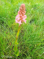 Satyrium hallackii ocellatum