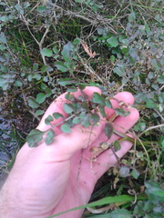Nasturtium microphyllum