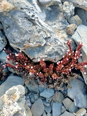 Epilobium porphyrium