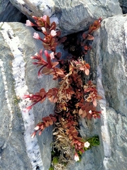 Epilobium porphyrium