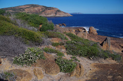 Verticordia minutiflora