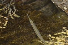 Hyporhamphus